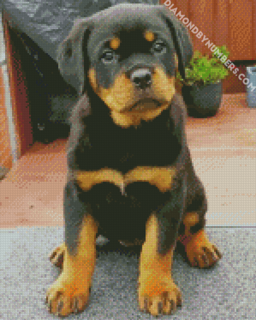 Puppy Diamond paint by numbers