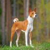 Aesthetic Basenji Puppy diamond paint by numbers