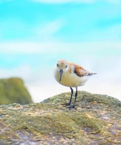 Cute Sandpiper Diamond by numbers