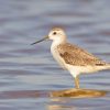 Marsh Sandpiper Diamond by numbers