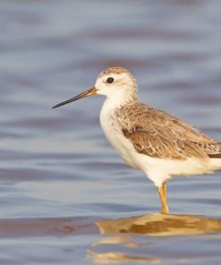 Marsh Sandpiper Diamond by numbers