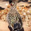 The Roadrunner Bird Diamond by numbers
