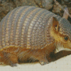 Armadillo diamond paintings