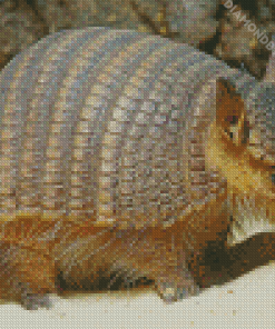 Armadillo diamond paintings