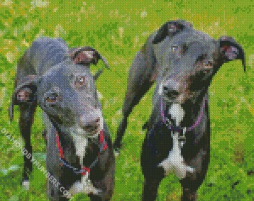 Black Lurcher Dogs diamond painting