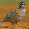 northern Bobwhite diamond paintings