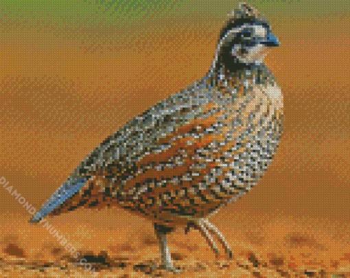 northern Bobwhite diamond paintings