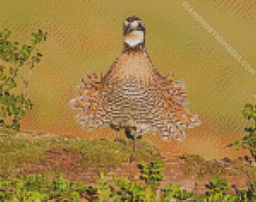 Aesthetic northern Bobwhite diamond paintings