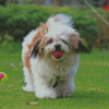 cute Lhasa Apso Dog Diamond Painting