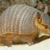 Armadillo diamond paintings