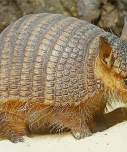 Armadillo diamond paintings