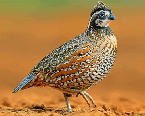 northern Bobwhite diamond paintings
