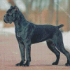 Cane Corsos Dog diamond painting