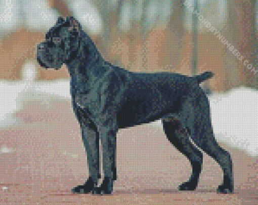 Cane Corsos Dog diamond painting