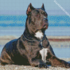 Cane Corsos Dog diamond painting