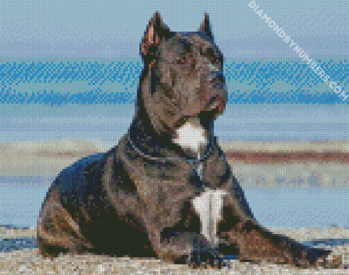 Cane Corsos Dog diamond painting