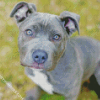 Grey Cane Corsos Dog diamond painting