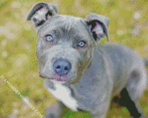 Grey Cane Corsos Dog diamond painting