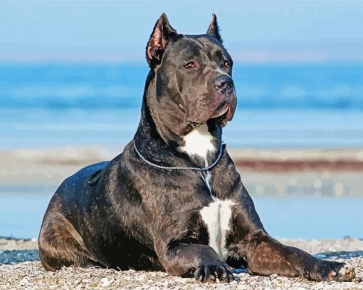 Cane Corsos Dog diamond painting