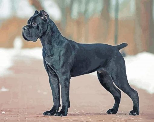 Cane Corsos Dog diamond painting