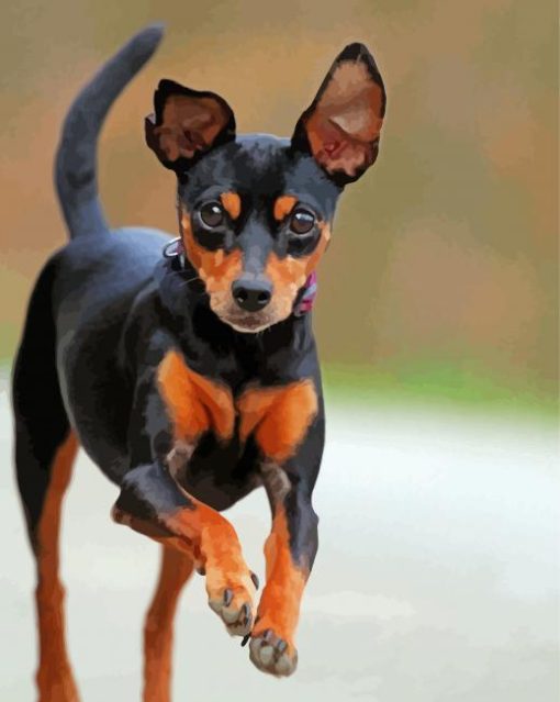 Miniature Pinscher Running diamond painting