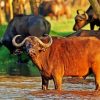 African Wild Cattle diamond paintings