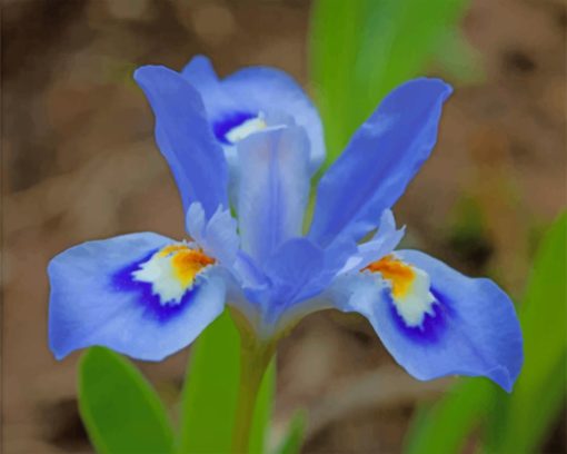 blue-iris-flower-paint-by-numbers