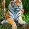 tiger-Big-cat-paint-by-number