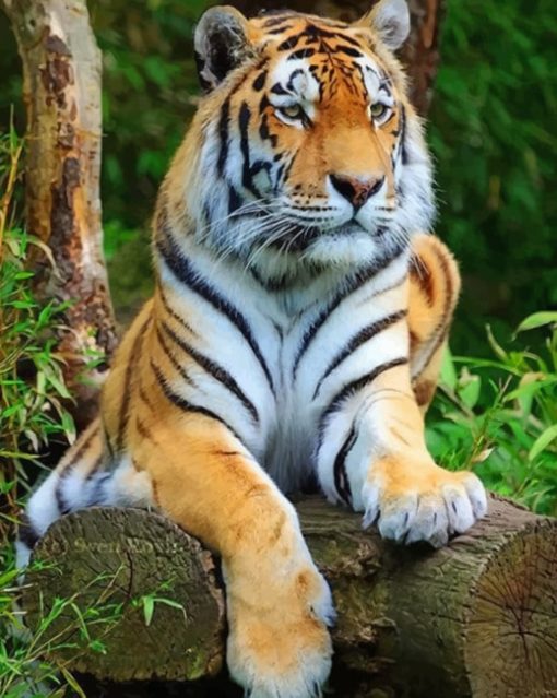 tiger-Big-cat-paint-by-number