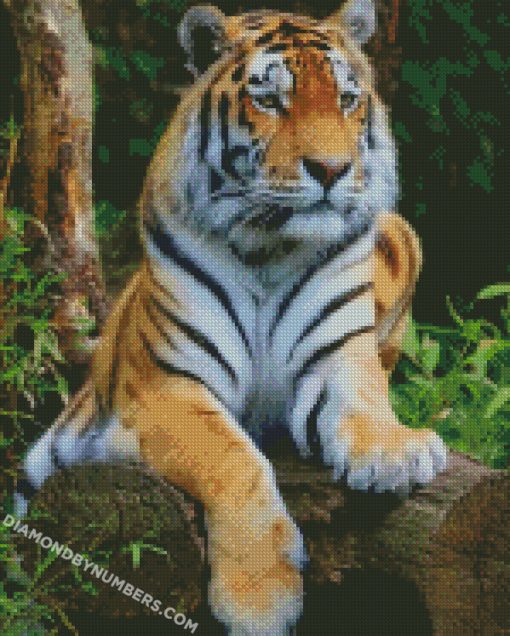 tiger-big-cat-diamond-painting