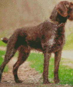 Brown Deutsch Drahthaar diamond painting