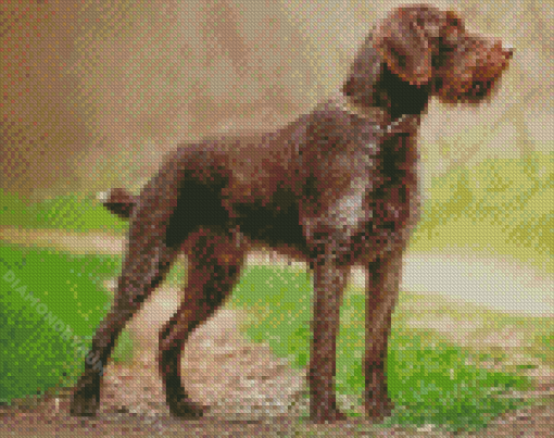 Brown Deutsch Drahthaar diamond painting