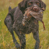 Deutsch Drahthar diamond painting
