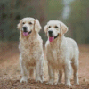 Aesthetic Cream Retrievers diamond painting
