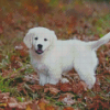 Cute Cream Retriever diamond painting