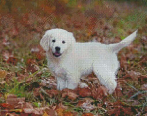 Cute Cream Retriever diamond painting