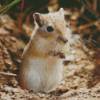 Gerbil Diamond Painting e