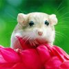 Cute Gerbil Diamond Painting
